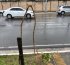 Prefeitura registra casos de vandalismo contra mudas na cidade; ação compromete arborização e prejudica bem-estar