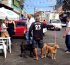 Dia D da Campanha Antirrábica leva vacinação gratuita para bairros e shoppings de Salvador neste fim de semana
