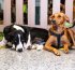 Feira de adoção reúne 30 cães e gatos resgatados em Lauro de Freitas