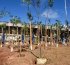 Salvador ganha microfloresta com 3,6 mil árvores em área de 5 mil m² na Avenida ACM
